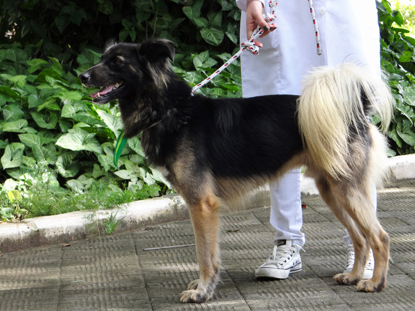 Leia mais sobre o artigo Prefeitura de Salto realiza 3ª Campanha de Adoção de Cães e Gatos