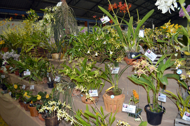 Leia mais sobre o artigo 48ª Exposição Nacional de Orquídeas ocorre de 6 a 8 de outubro