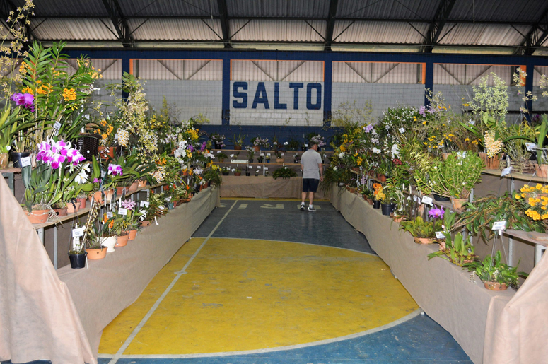 Leia mais sobre o artigo Exposição de Orquídeas acontece no Ginásio Municipal de Esportes “João Sebastião Ferraro”