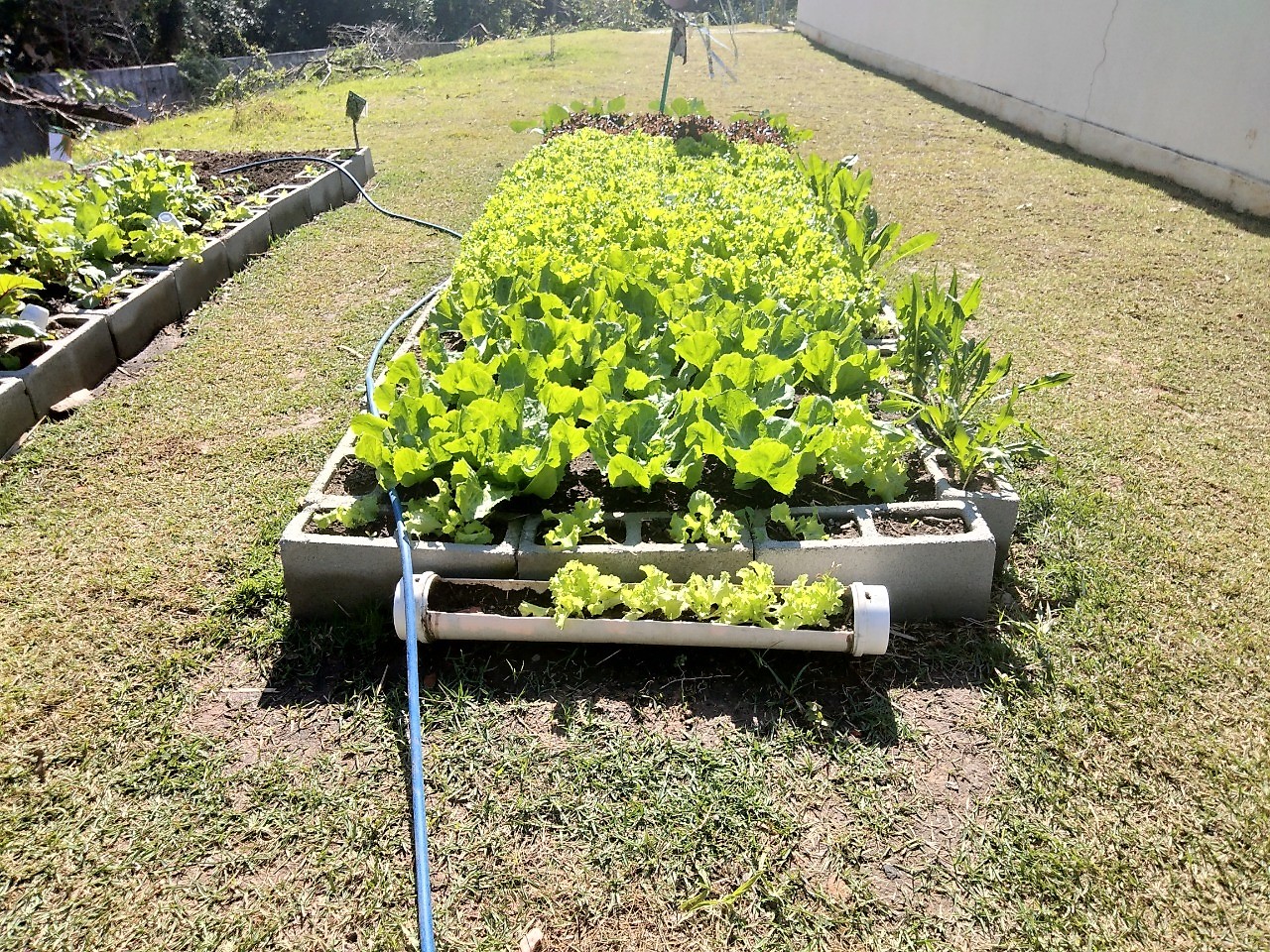 Leia mais sobre o artigo Unidades escolares realizam colheitas de horta sustentável