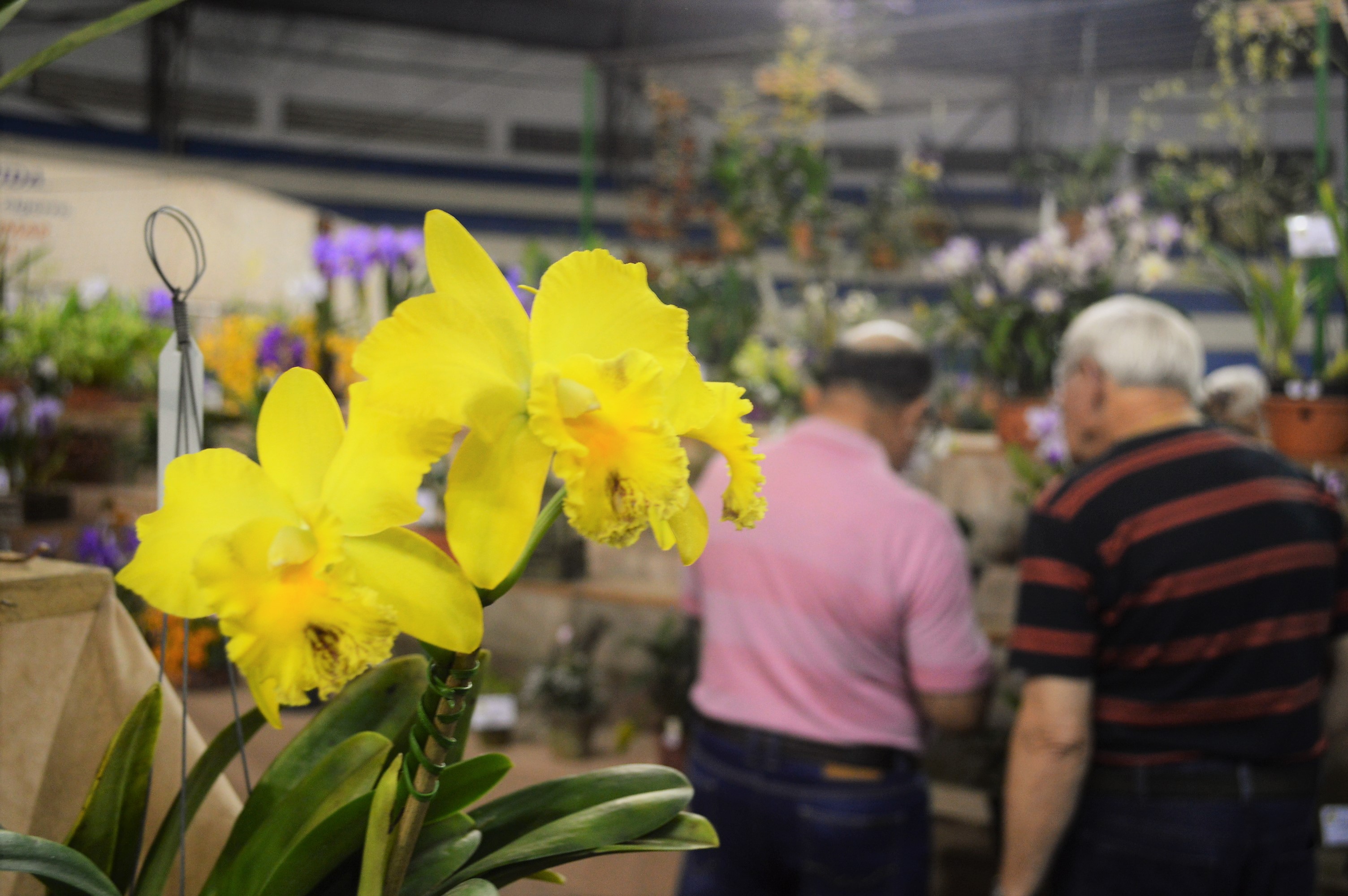 Leia mais sobre o artigo A 50ª Exposição Nacional de Orquídeas acontece no Ginásio Municipal em outubro