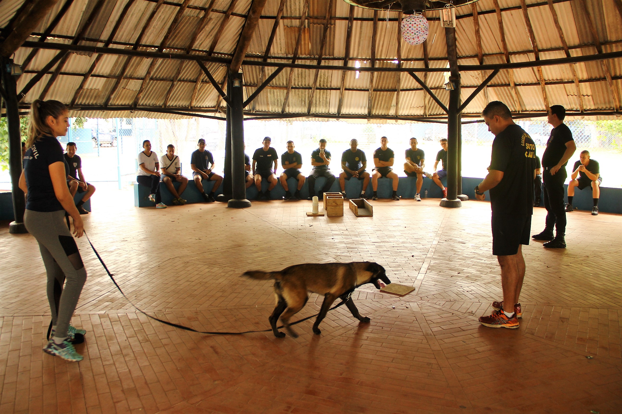 Leia mais sobre o artigo Canil da GCM de Salto ministra treinamento com cães para outros municípios