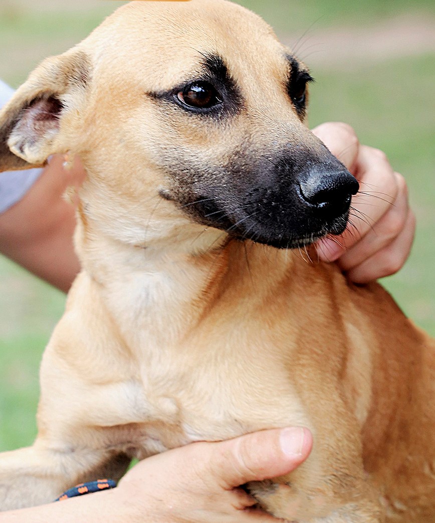 Leia mais sobre o artigo Prefeitura lança Campanha de Adoção “Me Leva pra Casa” com os cães do Canil Municipal