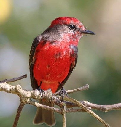 Leia mais sobre o artigo O Birdwatching e sua  influência no monitoramento da fauna silvestre saltense